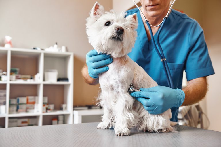 Marketing digital para veterinarios: Estrategias para atraer más clientes