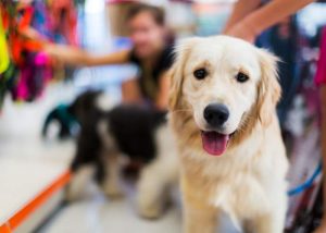 Diseño web para tiendas de mascotas